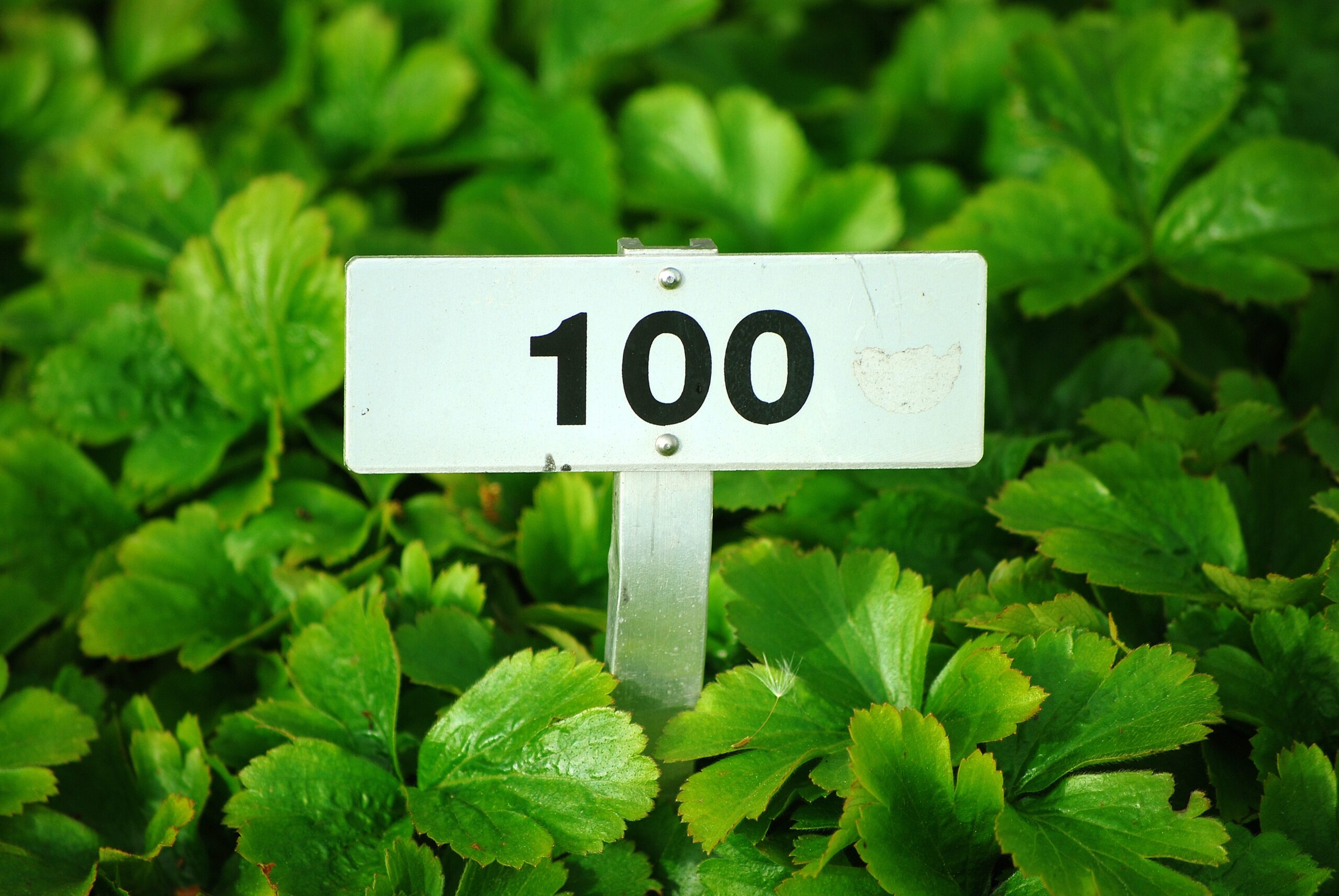 A field of plants with a shield and the number 100. Photo by Marcel Eberle on Unsplash
